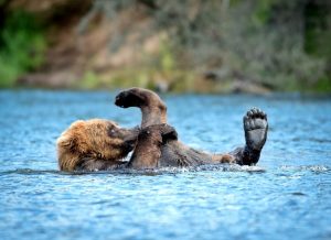 Alaskan cruise wildlife - AssistAnt luxury travel