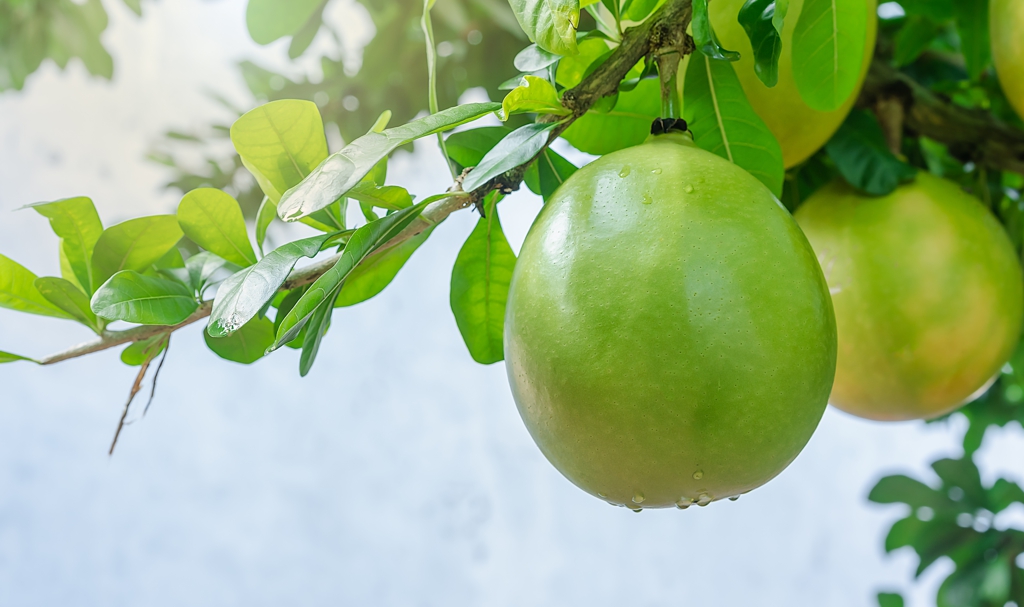 St Lucia Airport Calabash Tree - AssistAnt Travel